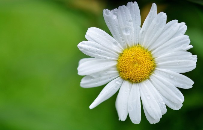 daisy