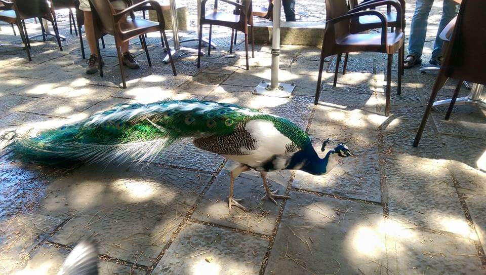 FB_IMG_1590000396787